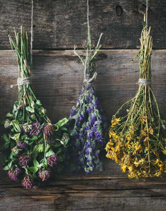 Herbs Image 1